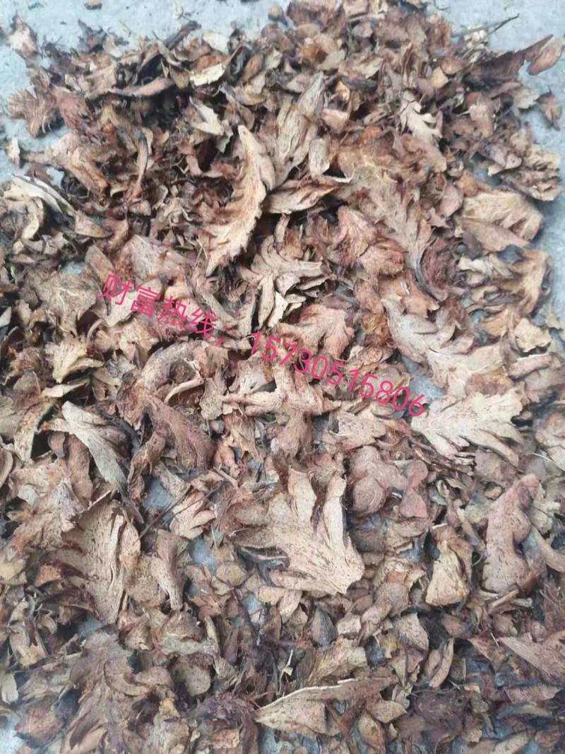贯众统货，可常年供应