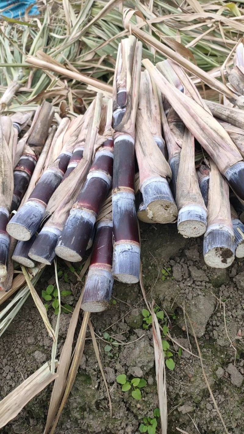 广西金皮甘蔗种苗，黄皮甘蔗种苗，黑皮甘蔗种苗