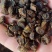 元胡个子片子颗粒.中药材批发.质量保证规格齐全.