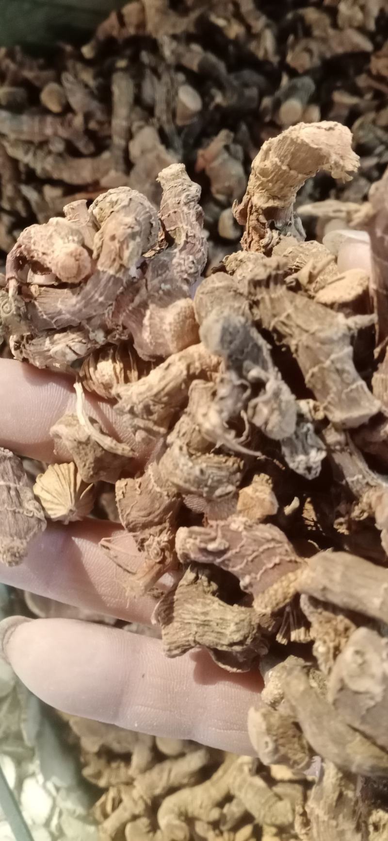 【高良姜】个片，产地中药材批发.质量保证规格齐全.