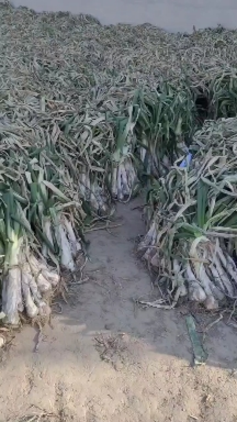 鸡腿大葱