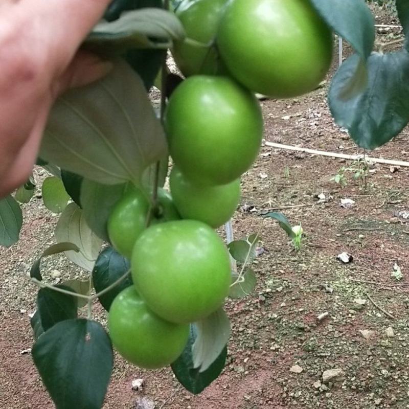 湛江市雷州青蜜枣