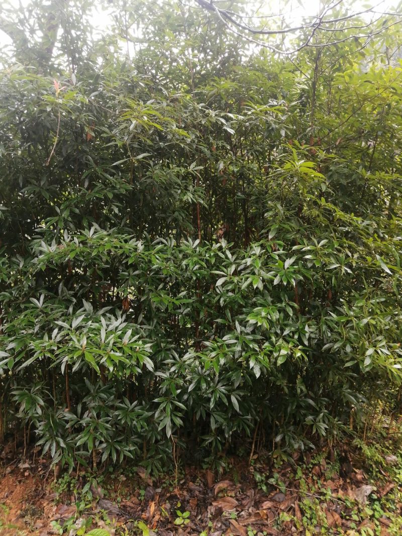 金丝楠木树苗