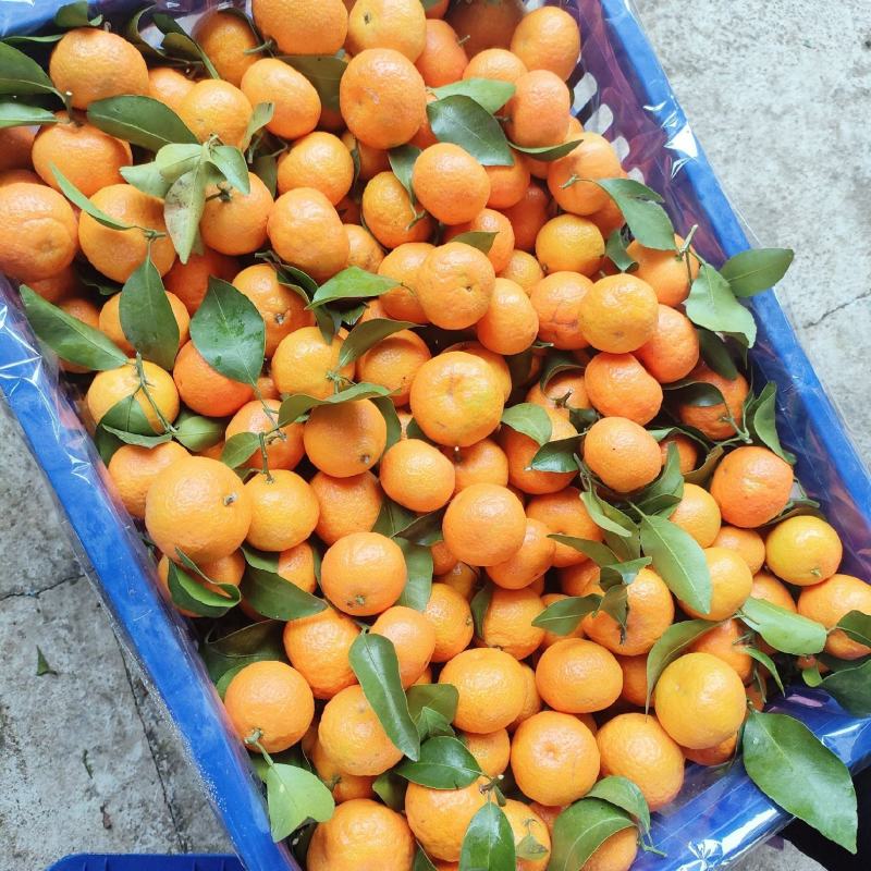 年后还有大量砂糖橘