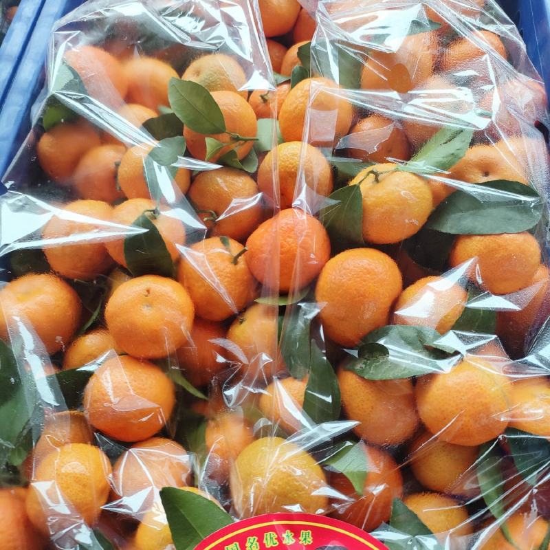 年后还有大量砂糖橘