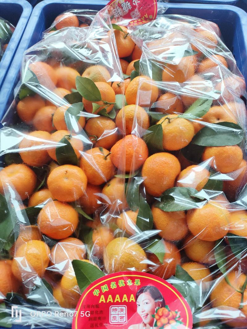 年后还有大量砂糖橘