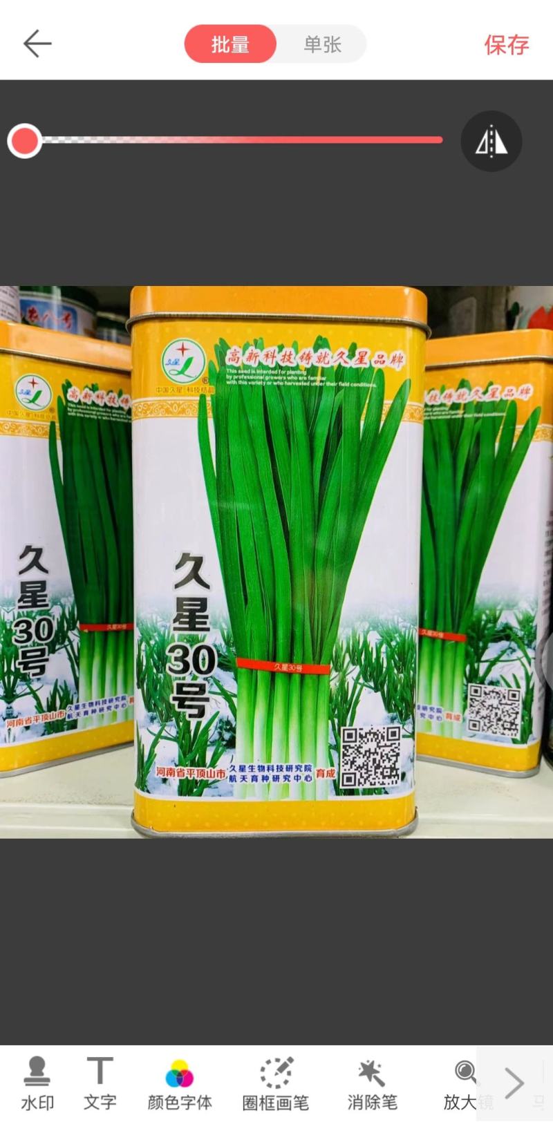 久星30号韭菜种子冬季不休眠韭菜种子特高产特耐寒高抗病