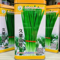 久星30号韭菜种子冬季不休眠韭菜种子特高产特耐寒高抗病