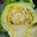 华耐水果甘蓝种子圆球形春秋甘蓝种子可生食口感脆甜球色翠绿