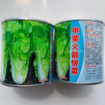 申荣火箭快菜种子基地专用小白菜种子苗菜用特早熟杂交种