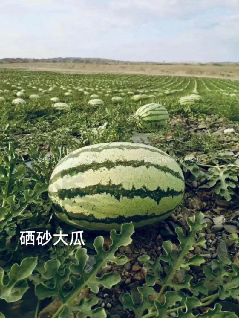 大果西瓜种籽硒砂瓜种子抗枯萎病耐重茬西瓜种子籽少又小