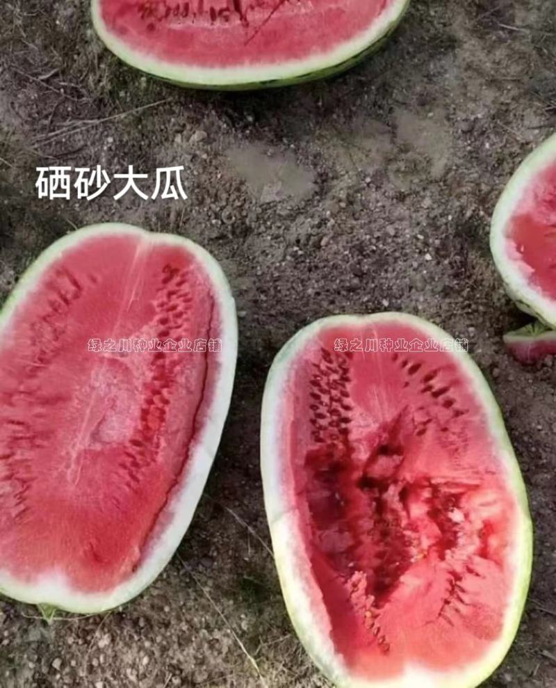 大果西瓜种籽硒砂瓜种子抗枯萎病耐重茬西瓜种子籽少又小