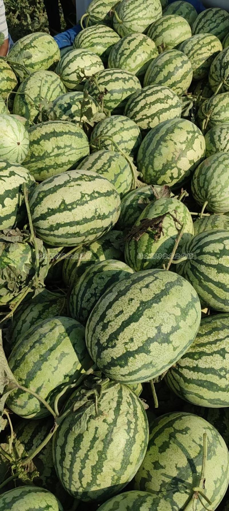 大果西瓜种籽硒砂瓜种子抗枯萎病耐重茬西瓜种子籽少又小