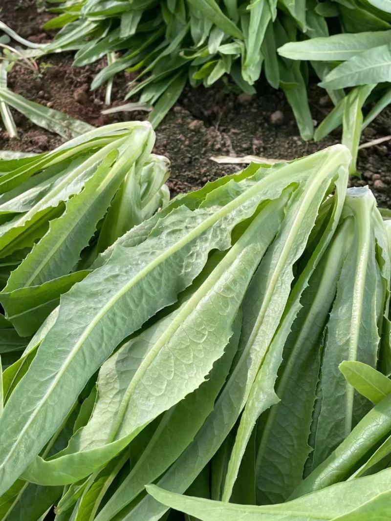 （产地直供)精品保证精品油麦菜叶面精品保质保量