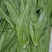 （产地直供)精品保证精品油麦菜叶面精品保质保量