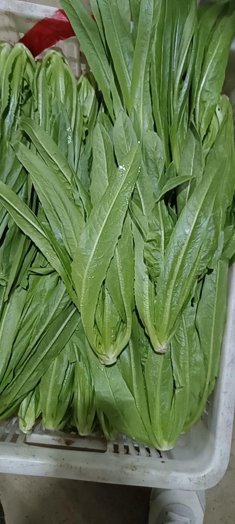 （产地直供)精品保证精品油麦菜叶面精品保质保量