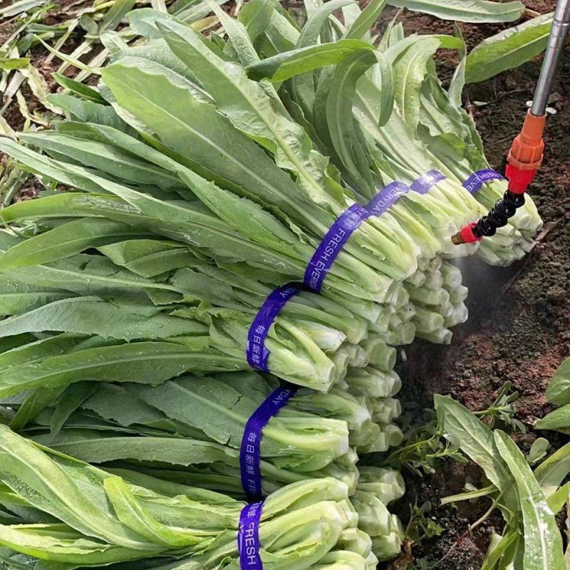 （产地直供)精品保证精品油麦菜叶面精品保质保量