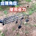 翻地松土耘锄全钢三齿四五齿耙子多功能农用工具开荒除草翻土