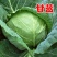 【优选】中甘甘蓝包菜产地直供大小均匀对接市场电商超