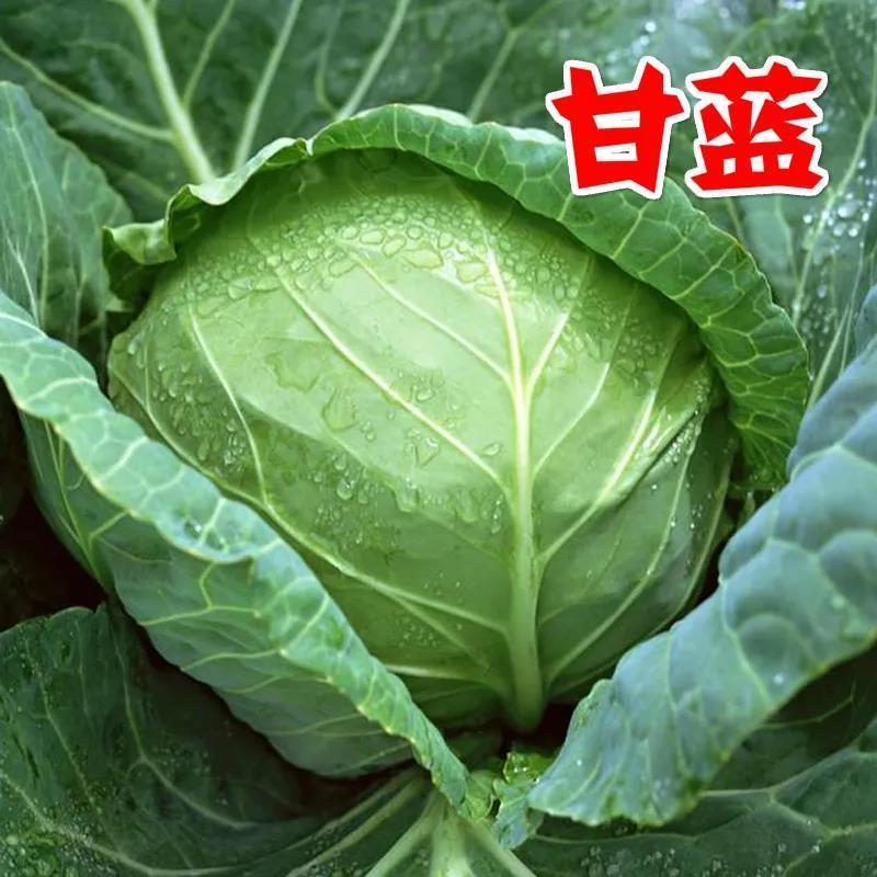 【优选】中甘甘蓝包菜产地直供大小均匀对接市场电商超