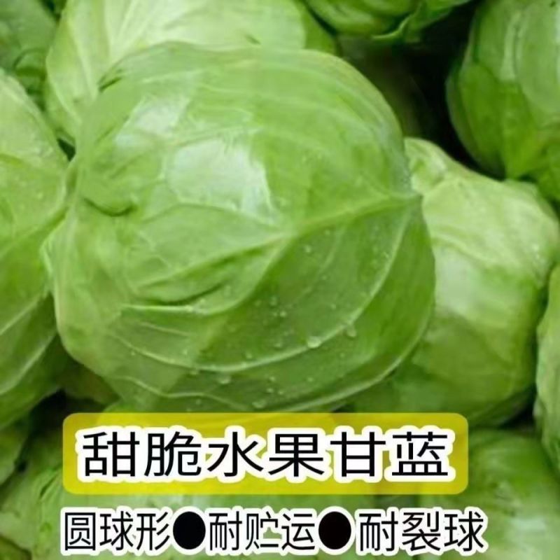 【优选】中甘甘蓝包菜产地直供大小均匀对接市场电商超