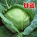 【优选】中甘甘蓝包菜产地直供大小均匀对接市场电商超