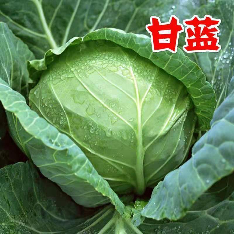 【优选】中甘甘蓝包菜产地直供大小均匀对接市场电商超
