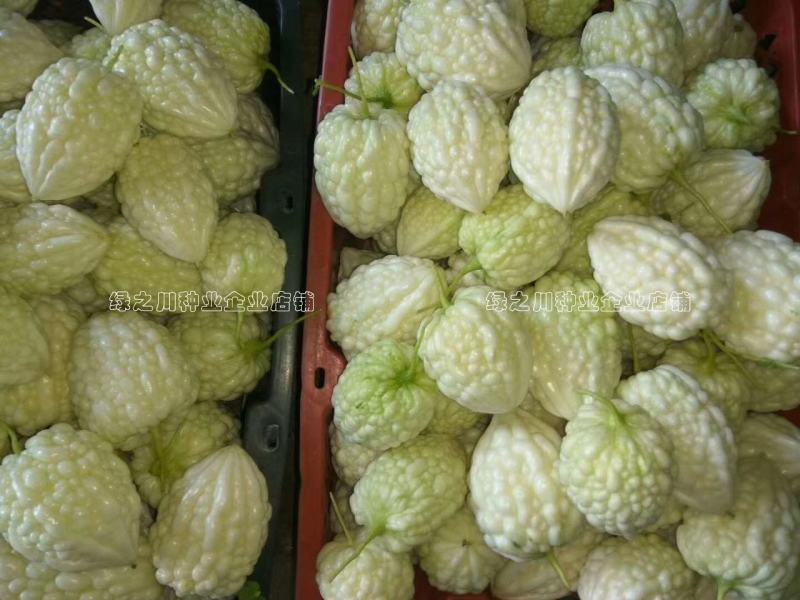 玉凤苹果苦瓜种子生吃清甜水果苦瓜种子珍珠白玉苦瓜种籽