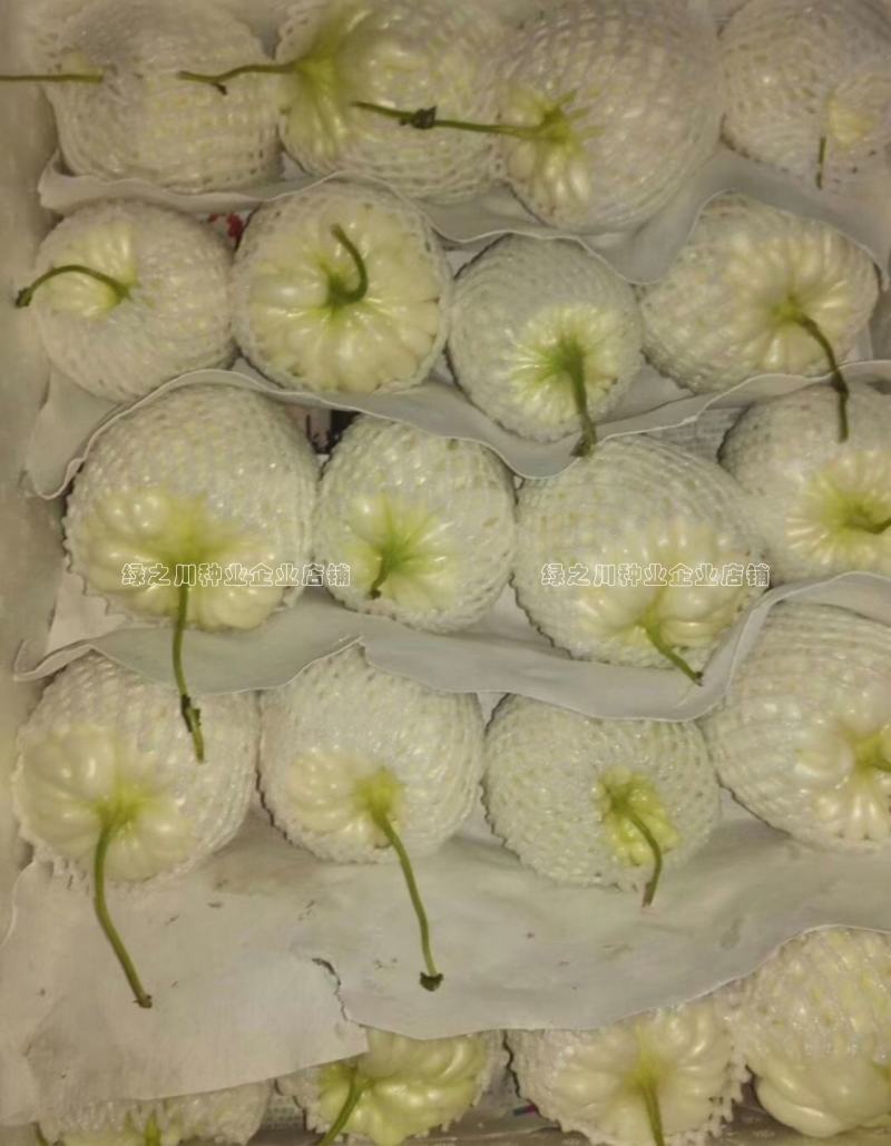 玉凤苹果苦瓜种子生吃清甜水果苦瓜种子珍珠白玉苦瓜种籽