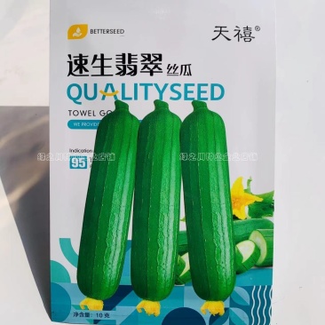 速生翡翠丝瓜种子白籽特早熟高产油亮丝瓜种子肉厚味浓基地