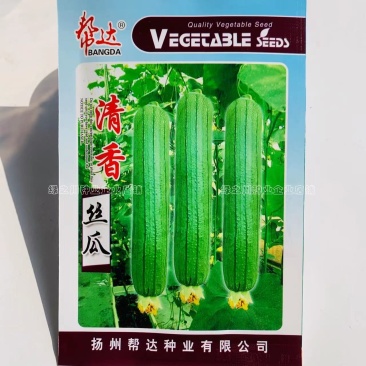帮达清香丝瓜种子高产杂交油亮丝瓜种籽棍棒形清香味浓