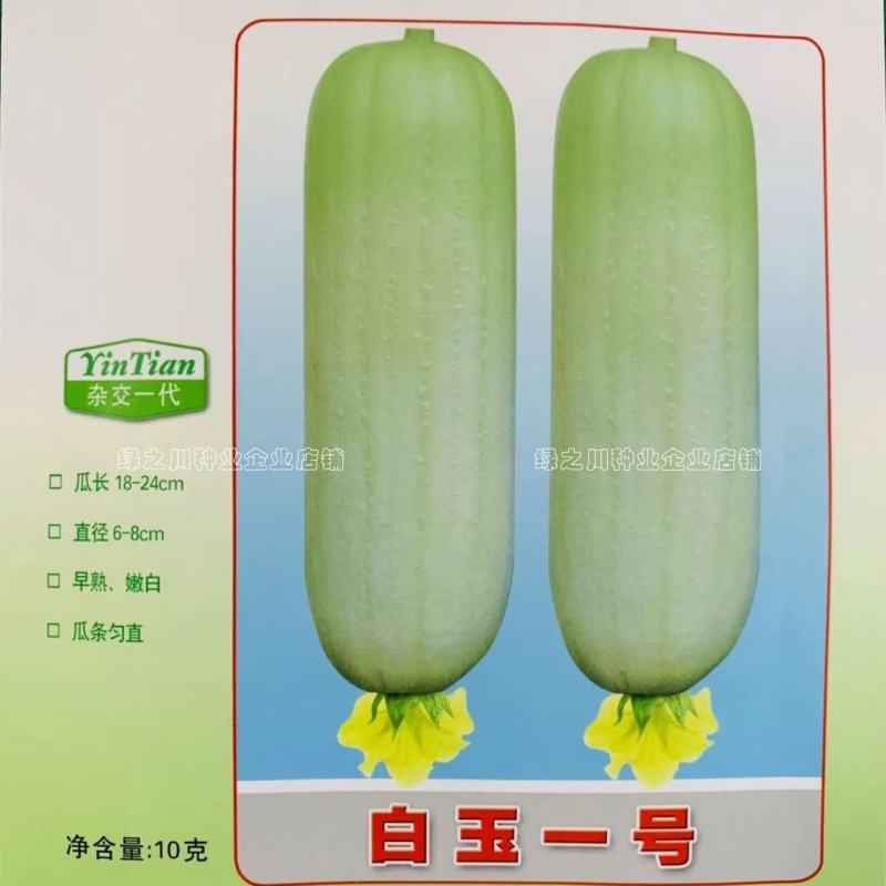 有瓜香味微甜白丝瓜种籽白玉一号丝瓜种子短棒型水瓜种子