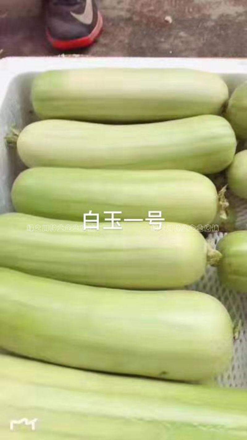 有瓜香味微甜白丝瓜种籽白玉一号丝瓜种子短棒型水瓜种子