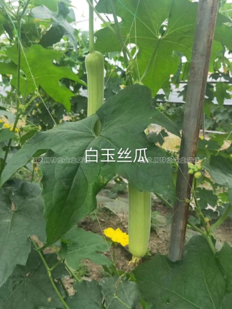有瓜香味微甜白丝瓜种籽白玉一号丝瓜种子短棒型水瓜种子