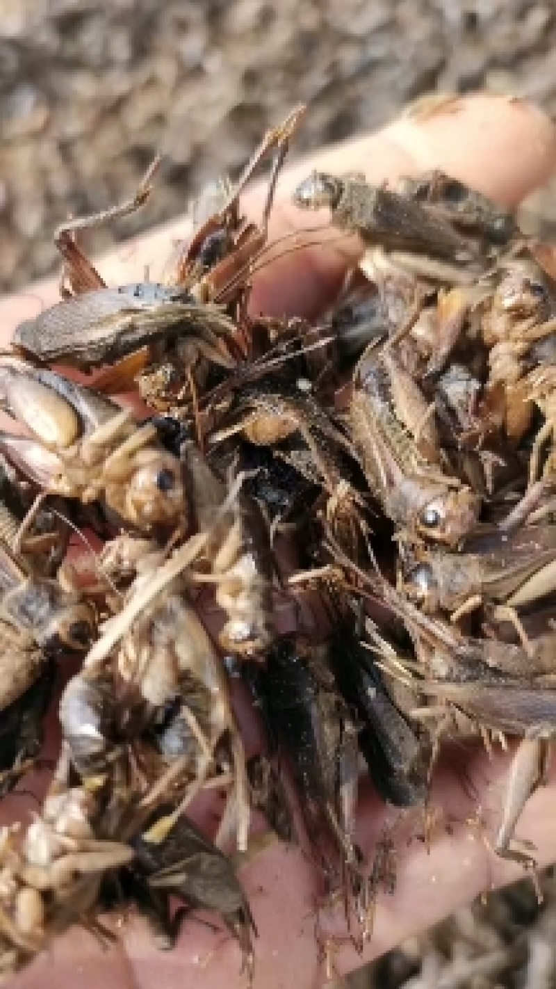 有老板需要的与我联系