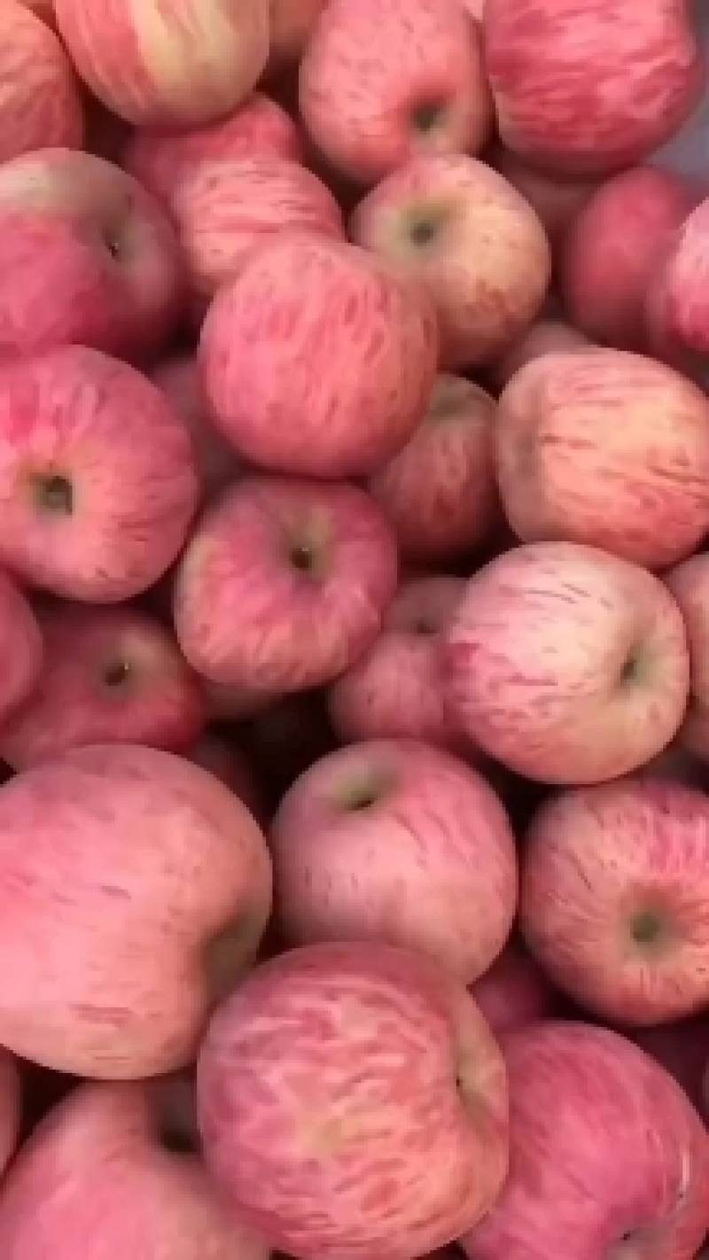 大量批发红富士苹果