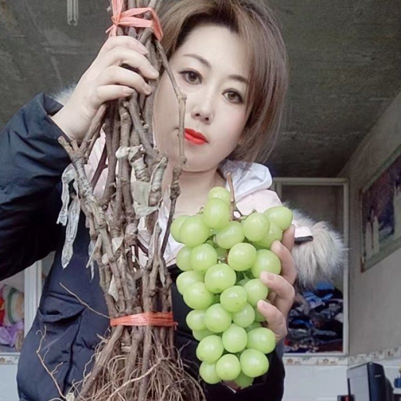 贝达根，夏黑根，5bb，3309根嫁接阳光玫瑰