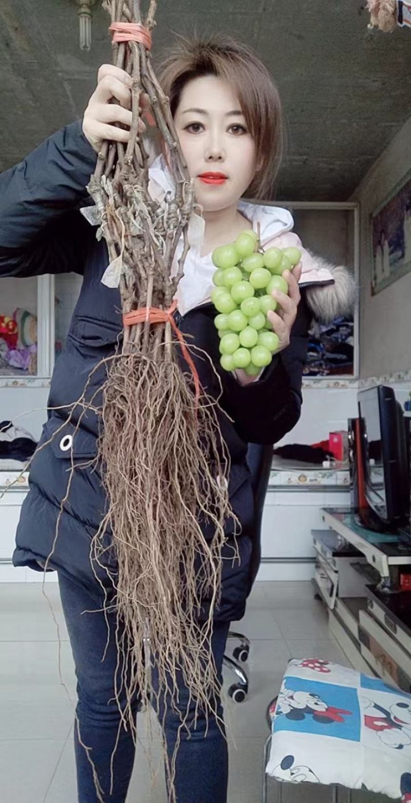 贝达根，夏黑根，5bb，3309根嫁接阳光玫瑰