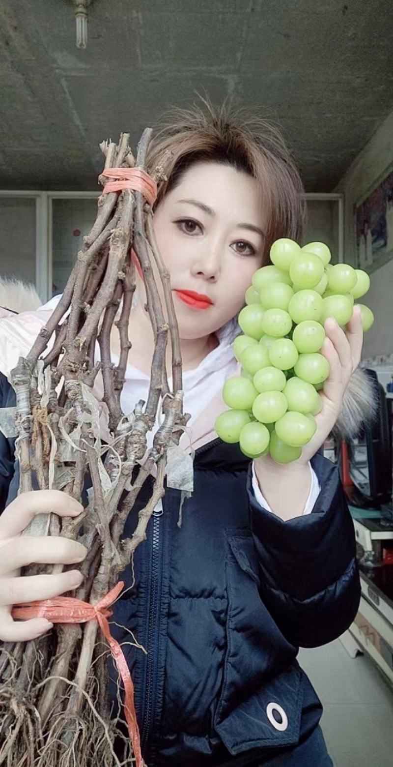 贝达根，夏黑根，5bb，3309根嫁接阳光玫瑰