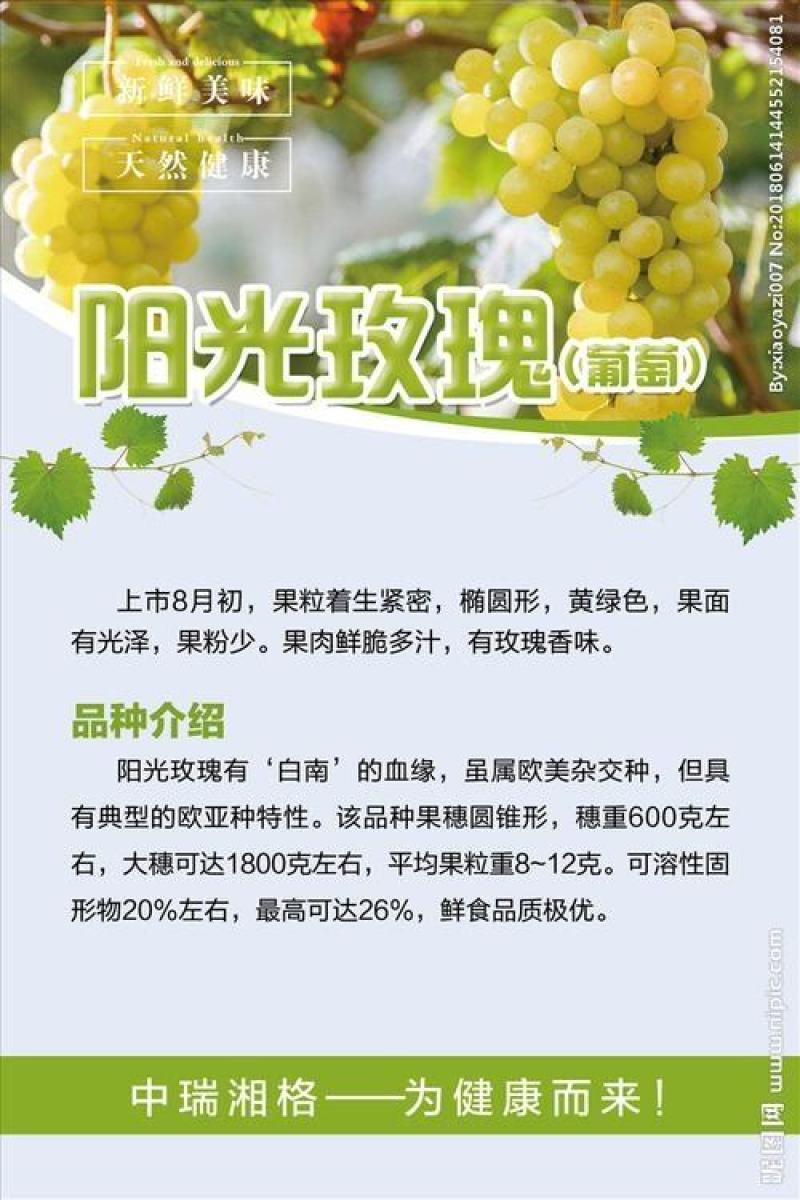贝达根，夏黑根，5bb，3309根嫁接阳光玫瑰