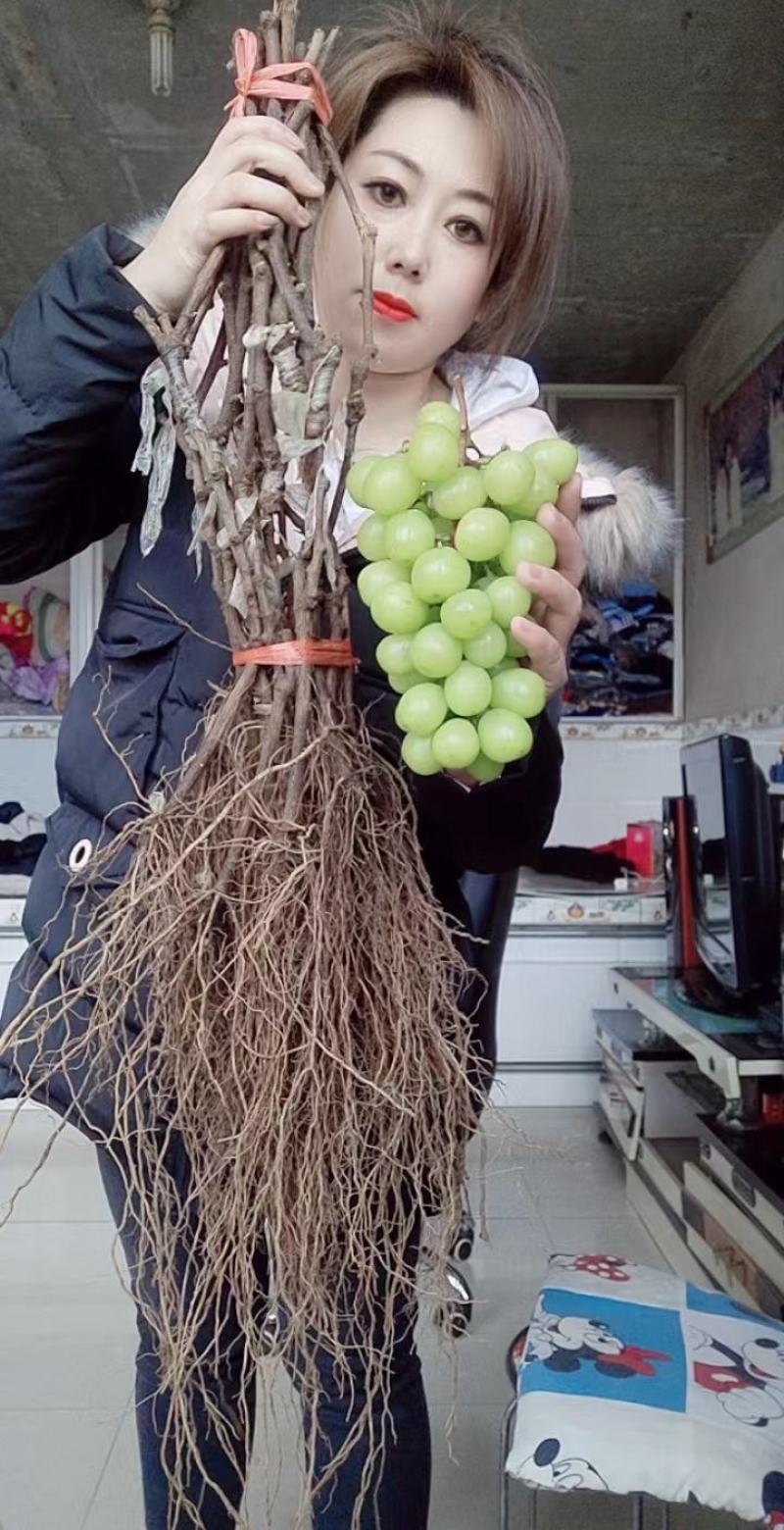 贝达根，夏黑根，5bb，3309根嫁接阳光玫瑰