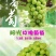 贝达根，夏黑根，5bb，3309根嫁接阳光玫瑰