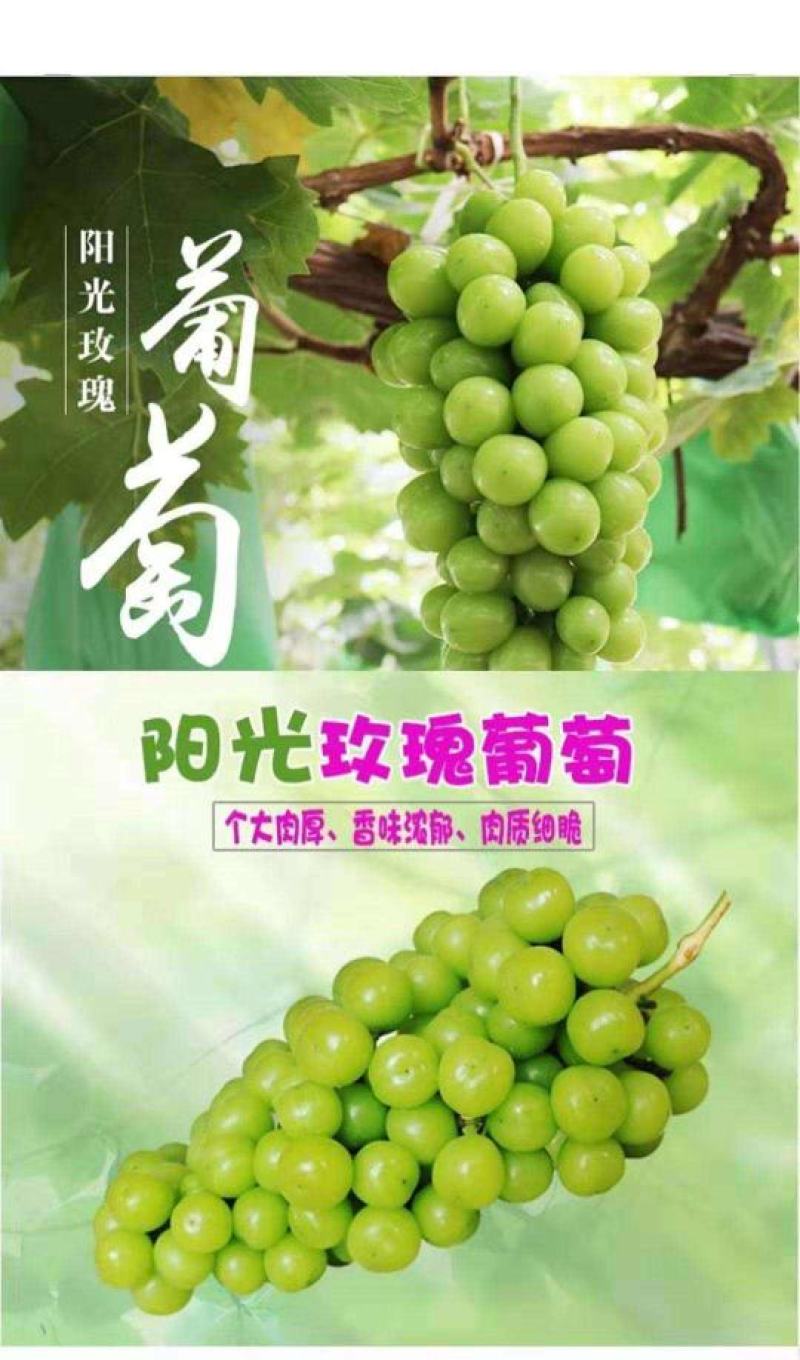贝达根，夏黑根，5bb，3309根嫁接阳光玫瑰