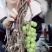 贝达根，夏黑根，5bb，3309根嫁接阳光玫瑰