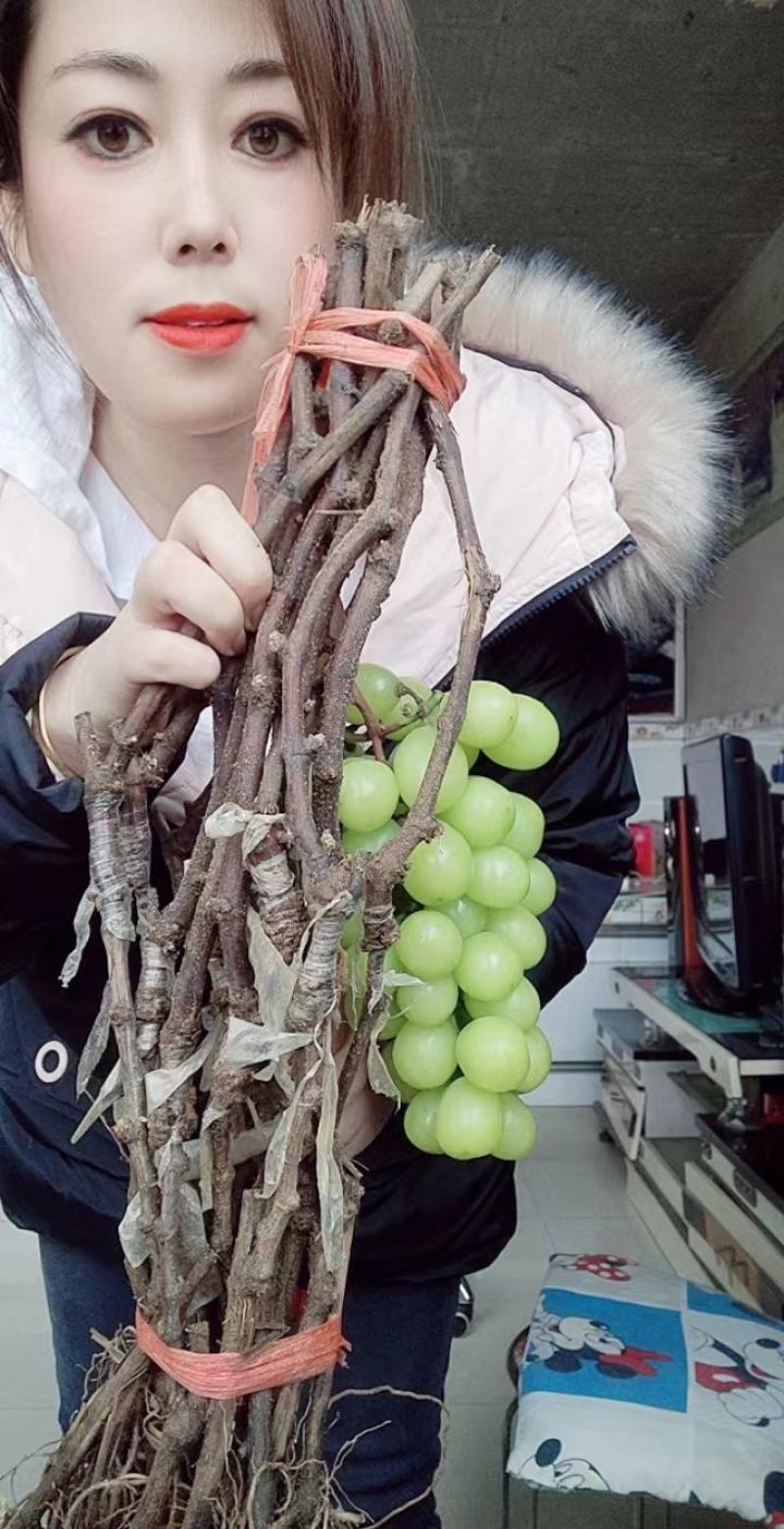 贝达根，夏黑根，5bb，3309根嫁接阳光玫瑰