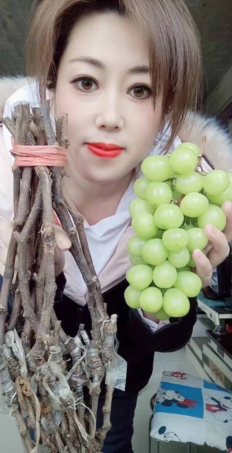 贝达根，夏黑根，5bb，3309根嫁接阳光玫瑰