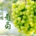 贝达根，夏黑根，5bb，3309根嫁接阳光玫瑰