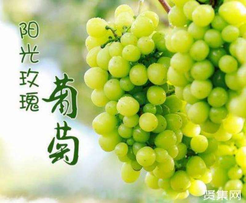 贝达根，夏黑根，5bb，3309根嫁接阳光玫瑰