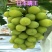 贝达根，夏黑根，5bb，3309根嫁接阳光玫瑰