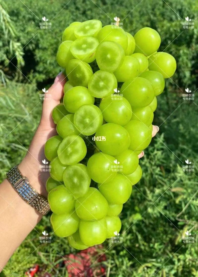 贝达根，夏黑根，5bb，3309根嫁接阳光玫瑰